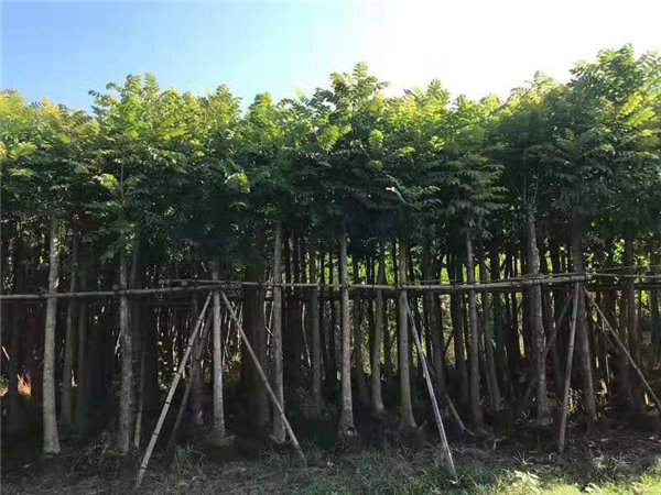 安徽大量供应各种规格火焰木 