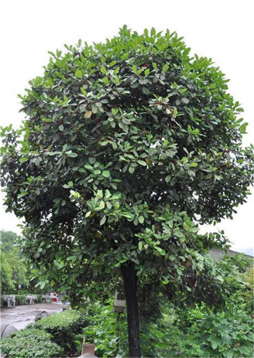 化州市菩提树报价-化州市菩提树-菩提树 