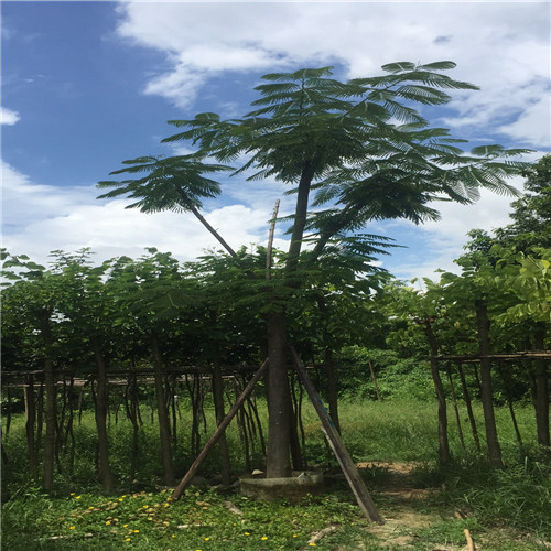 四川18公分凤凰木基地自销 