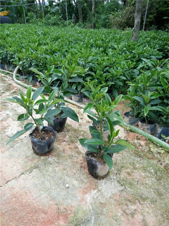 非洲茉莉价格 