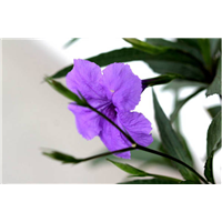 东莞紫花卢莉供应-东莞紫花卢莉批发 