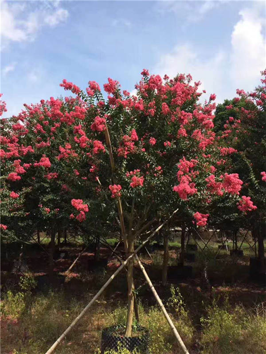 开平市哪里有小叶紫薇-开平市小叶紫薇-小叶紫薇 