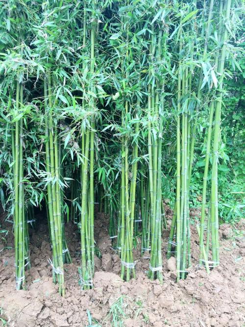 中山竹子|中山竹子基地|中山竹子批发 