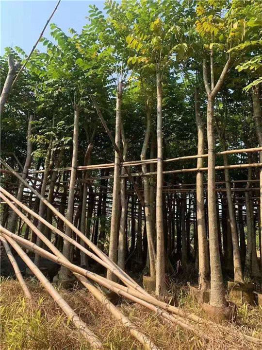 广东火焰木移植苗 