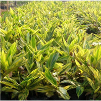 广州花叶良姜种植基地-广州花叶良姜哪里多 