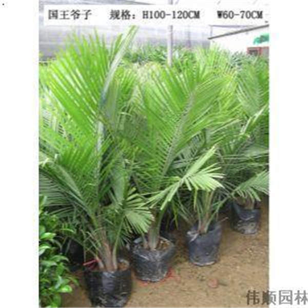 汕尾国王椰价格-河源国王椰多少钱-阳江国王椰 