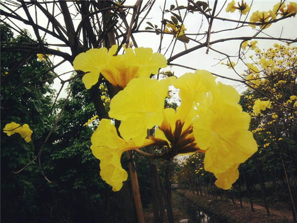 珠海黄花风铃种植基地-珠海黄花风铃价格 