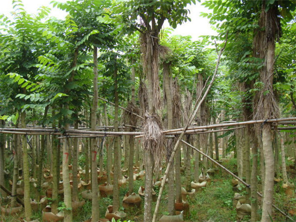 山东火焰木移植苗 