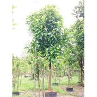 广州哪里有大花第伦桃基地-深圳大花第伦桃 