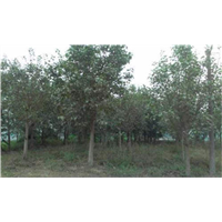 云浮菩提树|云浮菩提树基地|云浮菩提树批发 