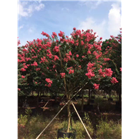 揭阳小叶紫薇|揭阳小叶紫薇基地|揭阳小叶紫薇批发 