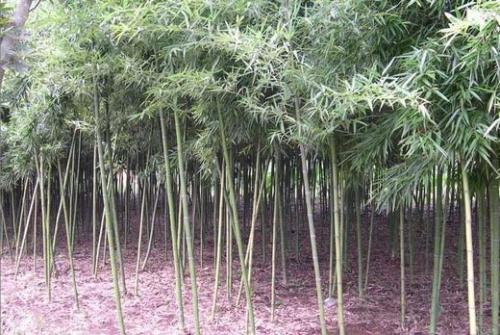 东莞竹子|东莞竹子基地|东莞竹子批发 