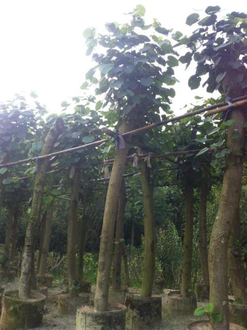 潮州黄槿|潮州黄槿基地|潮州黄槿批发 