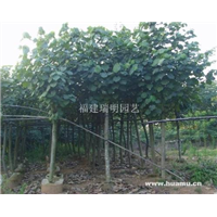 云浮黄槿|云浮黄槿基地|云浮黄槿批发 