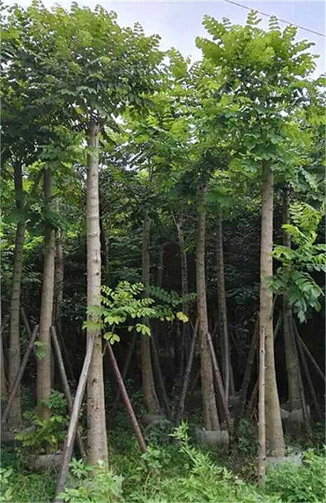 河南观花植物火焰木 