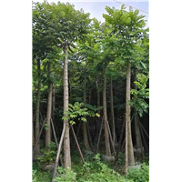 福建全冠火焰木 