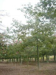 云浮大腹木棉|云浮大腹木棉基地|云浮大腹木棉批发 