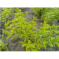 中山金叶连翘报价-中山金叶连翘种植基地 