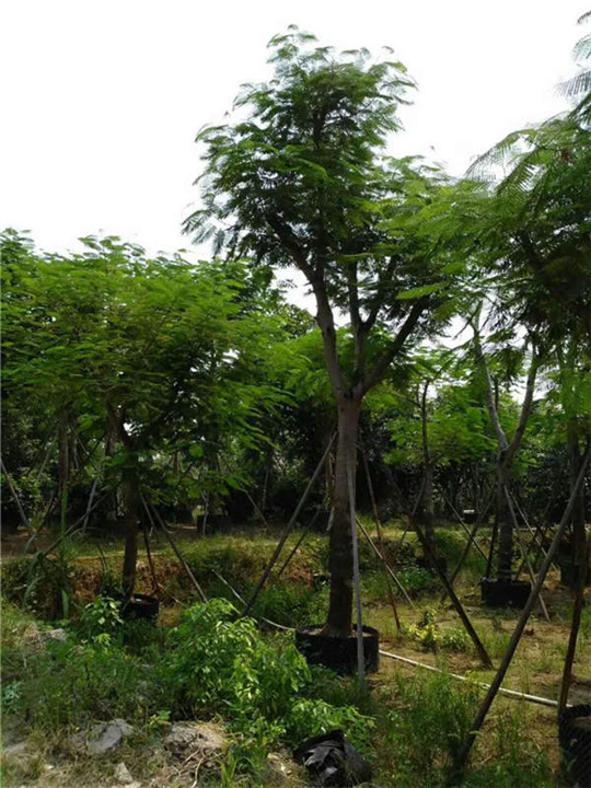 汕尾哪里有凤凰木-河源凤凰木多少钱-阳江凤凰木 
