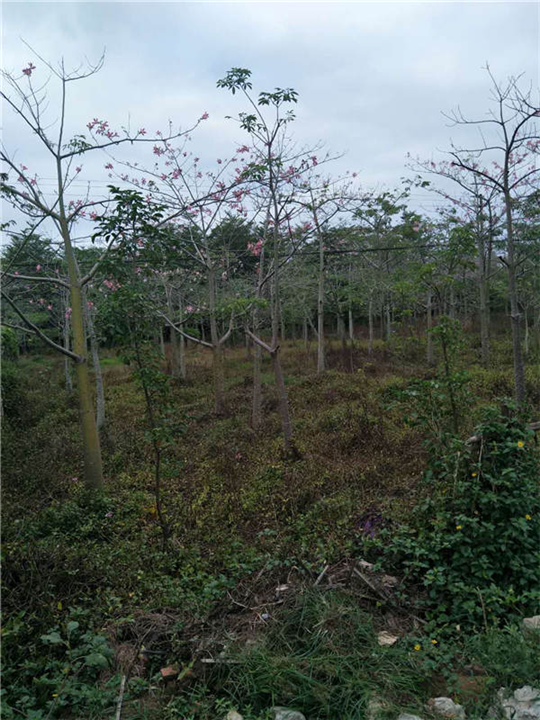 汕头美丽木棉种植-佛山美丽木棉基地-美丽木棉 