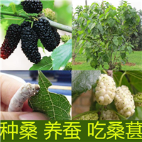 九曲龙桑苗—供应九曲龙桑苗