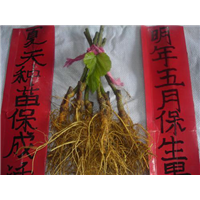 嫁接桑苗_供应嫁接果桑苗