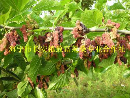 红果2号桑枣树苗，桑树苗，桑果苗，果桑苗 