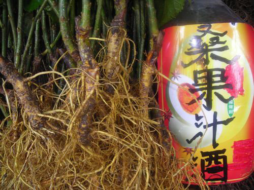 嫁接桑葚树——供应嫁接桑枣苗