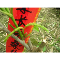 嫁接果桑苗——嫁接桑果树苗
