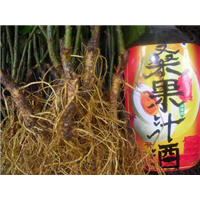 嫁接桑葚树——供应嫁接桑枣苗