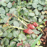 平阴丰果玫种植园