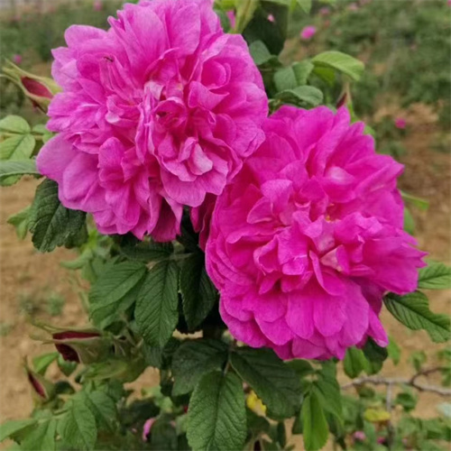 平阴丰花一号玫瑰苗