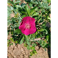 平阴紫杆玫瑰花苗