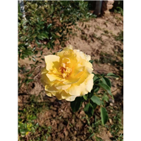 平阴黄玫瑰花苗