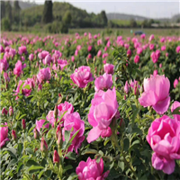 平阴丰花玫瑰花苗