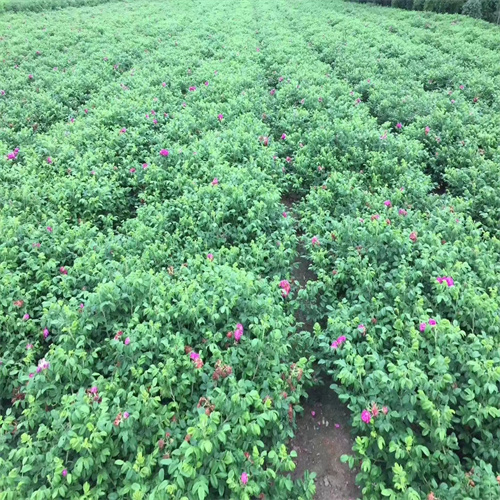 山东平阴玫瑰花基地