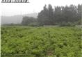 平阴玫瑰苗【平阴玫瑰苗圃】欢迎来电咨询 