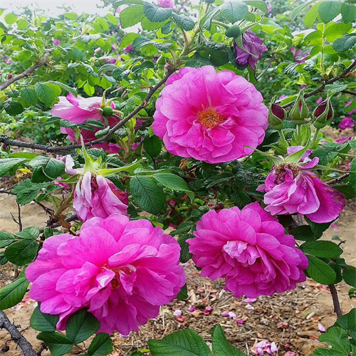 平阴丰花一号玫瑰苗