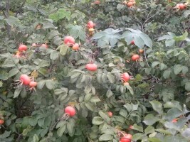 平阴野玫瑰 