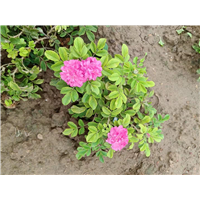 平阴微型丰花玫瑰花苗