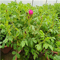 平阴丰花玫瑰花苗