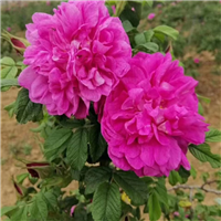 平阴丰花一号玫瑰苗