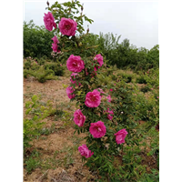 平阴新传统玫瑰