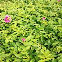 平阴玫瑰苗价格