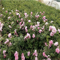 平阴玫瑰花茶的功效与作用