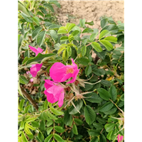 丰果玫一号 