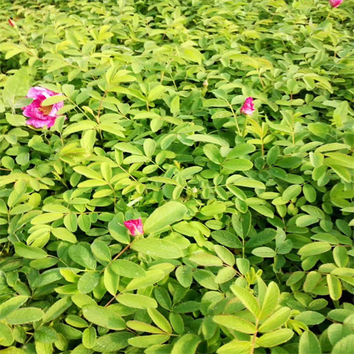 平阴玫瑰苗价格