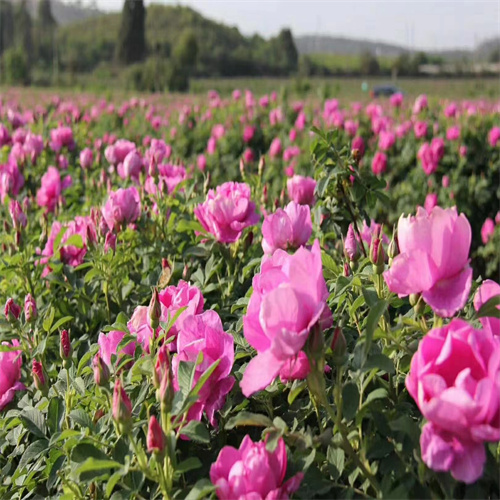 平阴丰花玫瑰花苗