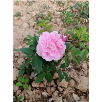 红杆粉玫瑰 