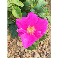 玫瑰果苗木 